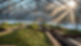 green-coffee-farm.jpg
