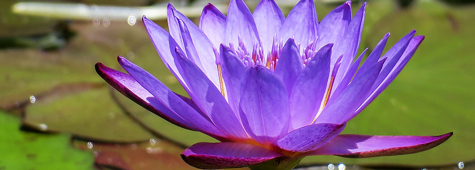 Purple Lotus 20190512_0018 copy.jpg