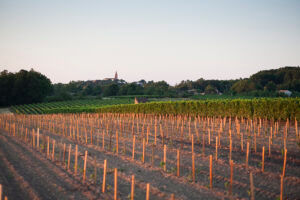 Fronton, le vin mal-aimé des Toulousains
