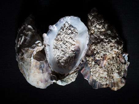 L’huître, de la mer à la terre