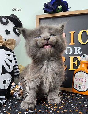 Beautiful blue smoke maine coon kitten for sale