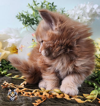 Beautiful Maine Coon Kitten for sale