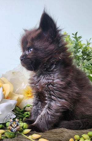 Beautiful Maine Coon Kitten for sale