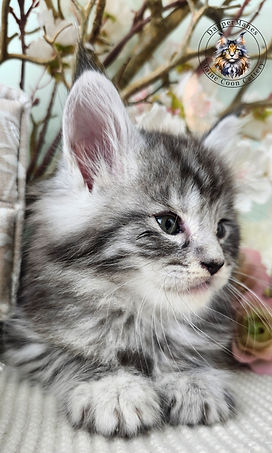 Beautiful Maine Coon Kitten for sale