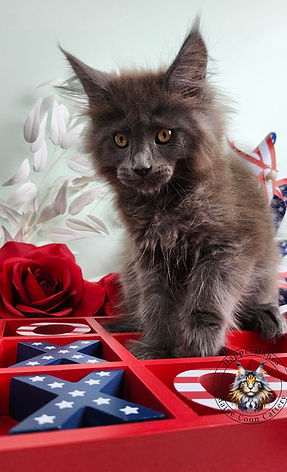Blue Smoke Maine Coon Kitten