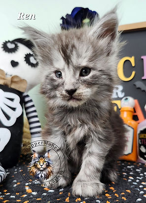Beautiful black smoke maine coon kitten for sale