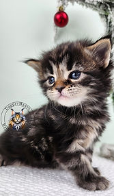 Beautiful Maine Coon Kittens for sale