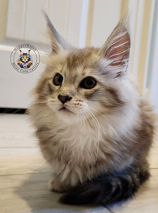 DapperManes Maine Coon Kitten