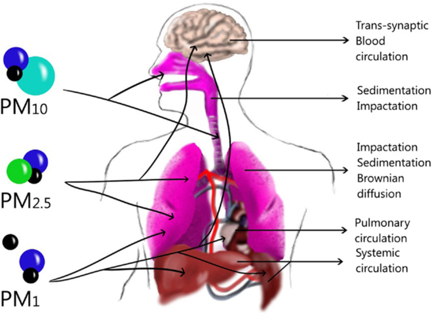 particle diffusion inside lungs