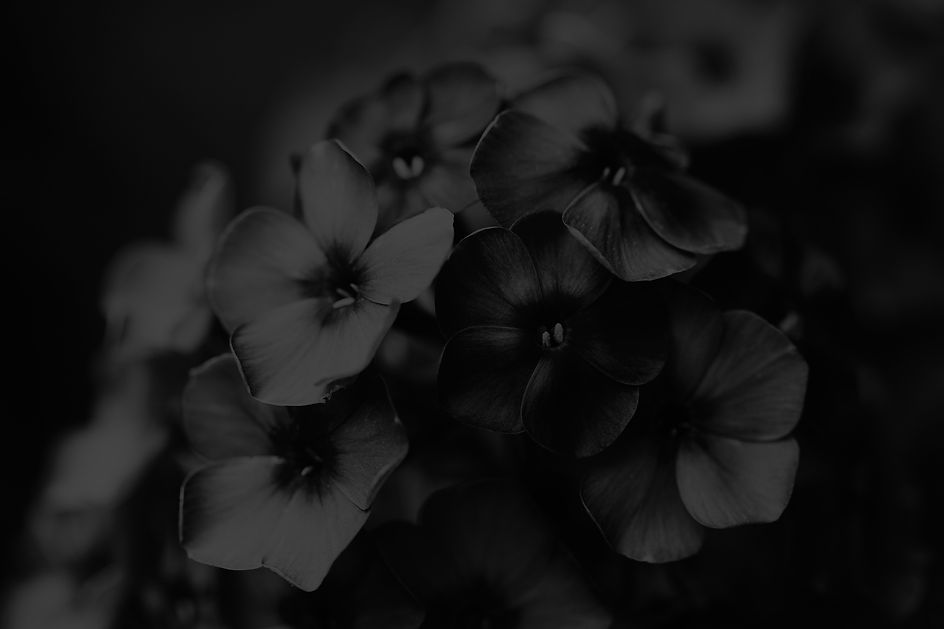 black-phlox-flowers_edited.jpg
