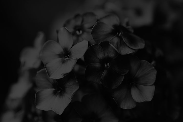 black-phlox-flowers_edited.jpg
