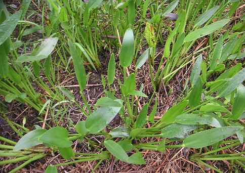 Foto de um jardim com lodo no topo