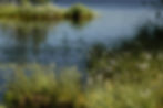 um rios com áreas verdes em suas margens ilustrando as wetlands naturais