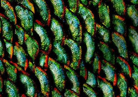 A slightly creased piece of fabric featuring the described scales design.