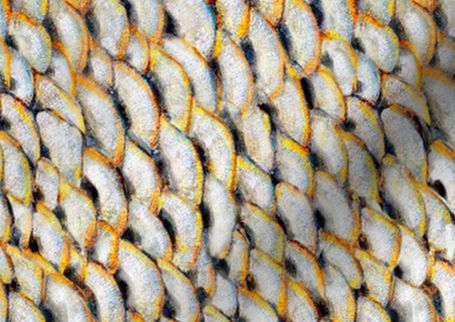 A slightly creased piece of fabric featuring the described scales design.