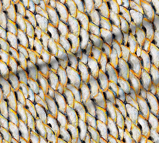 A slightly creased piece of fabric featuring the described scales design.