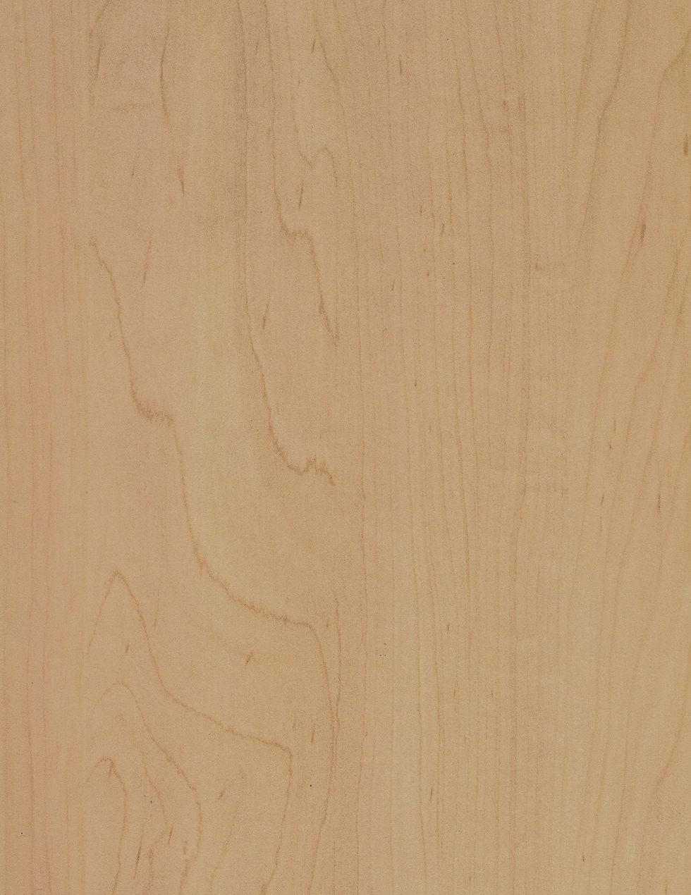 Rock Maple