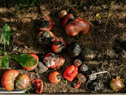 Turning Waste Into Wealth: The Benefits of Composting Food Scraps