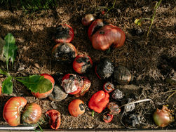 Turning Waste Into Wealth: The Benefits of Composting Food Scraps 