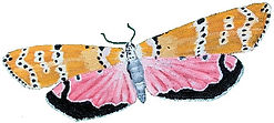 orange pink butterfly.jpg