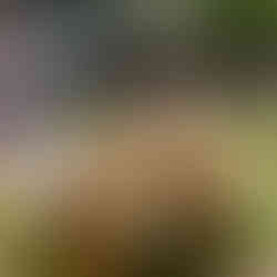 Outdoor wood high-top tables with floral centerpieces and shaded cocktail seating.