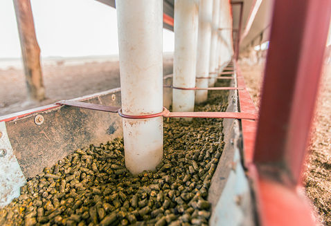 Feedlot 11.jpg