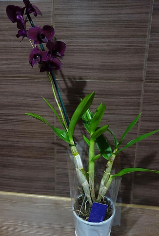 дендробиум фаленопсис dendrobium phalaenopsis thailand black