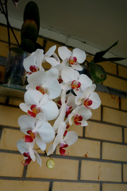 Phalaenopsis hybr Jupiter