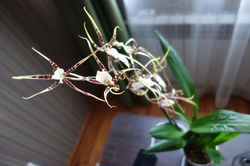Brassia?