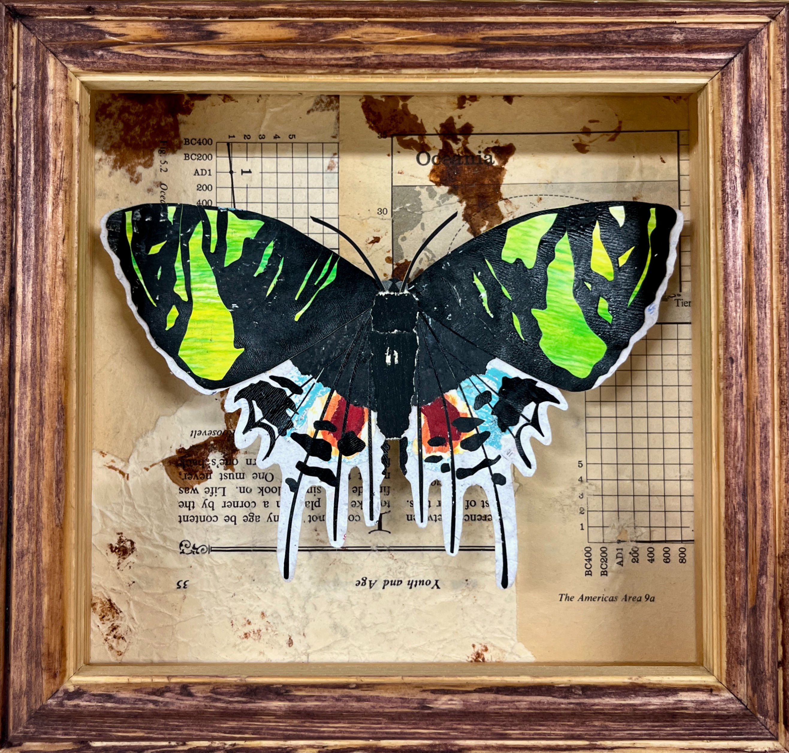 Chrysiridia Rhipheus - Loveland