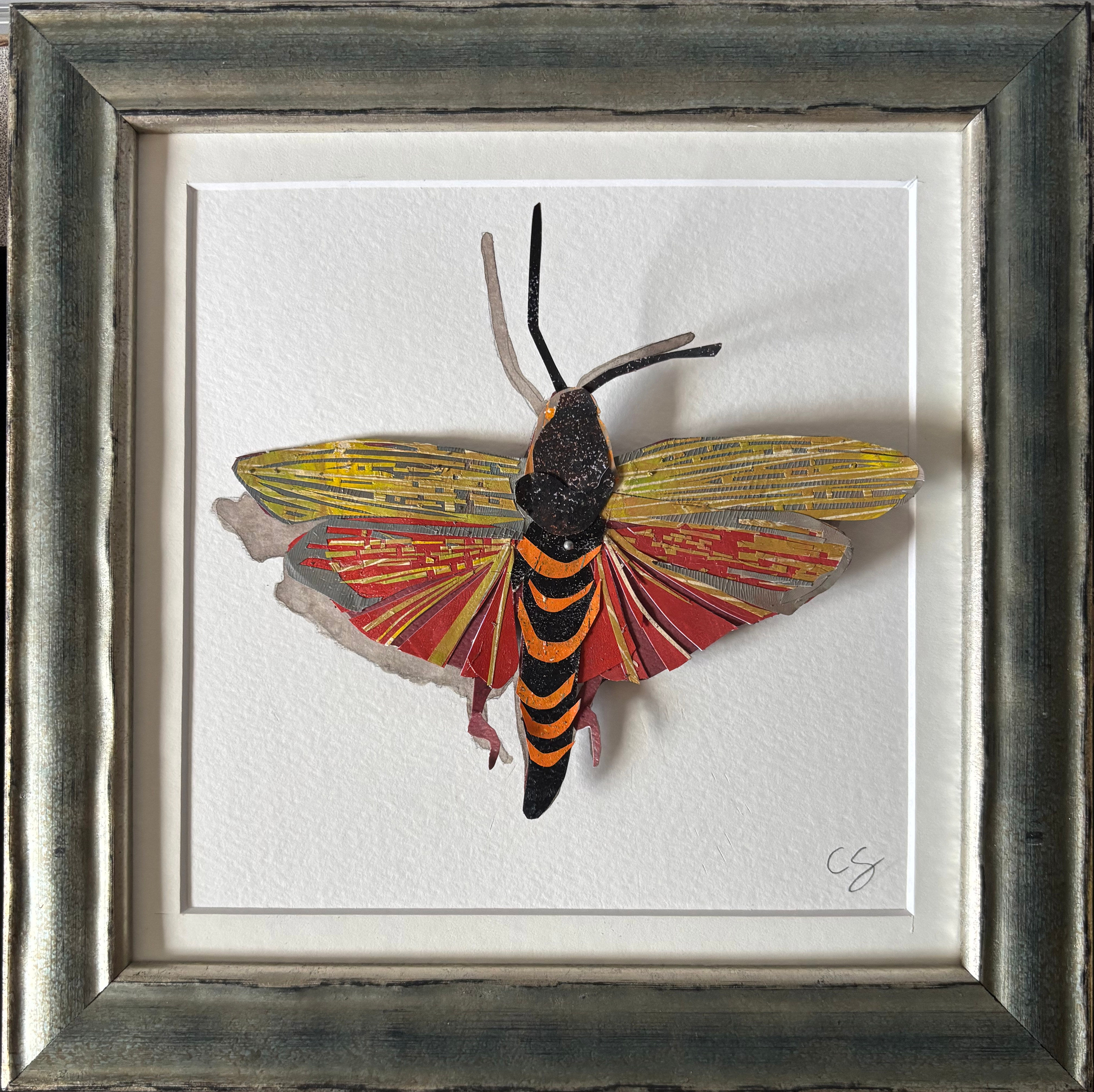Grasshopper Specimen - Sandholtz