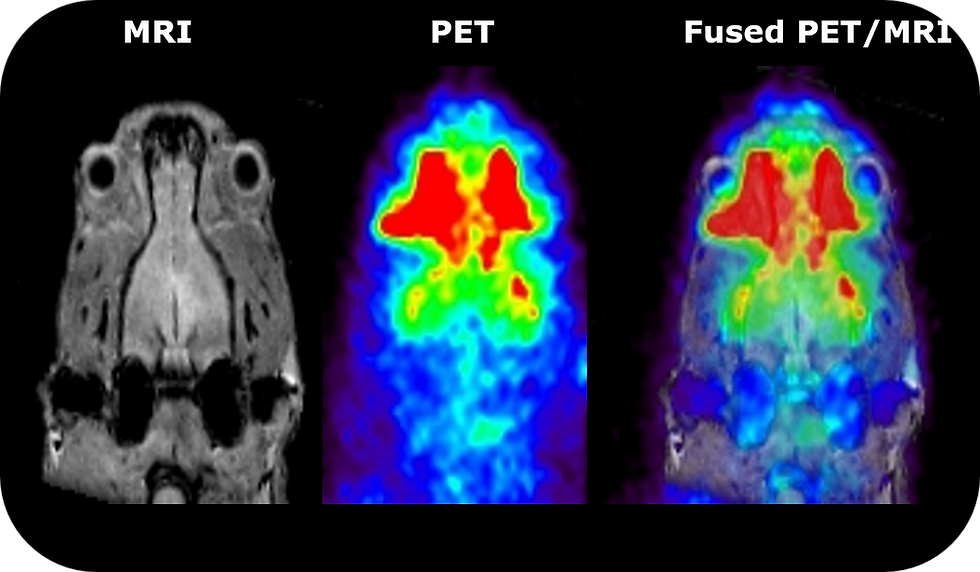 Rat head imaging