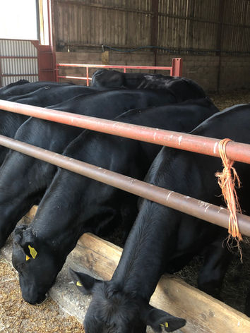 beef cattle for sale Shropshire
Store cattle for sale Shropshire