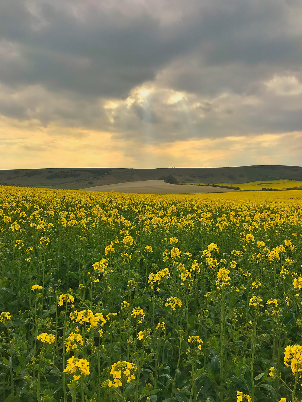 rapeseed field in South Downs