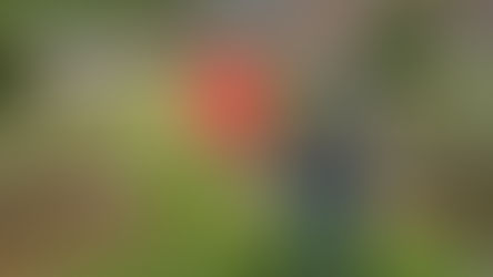 Electrofishing operation set to supercharge upstream barra stocks