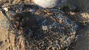 Cleaning up abandoned crab pots to save sea turtles