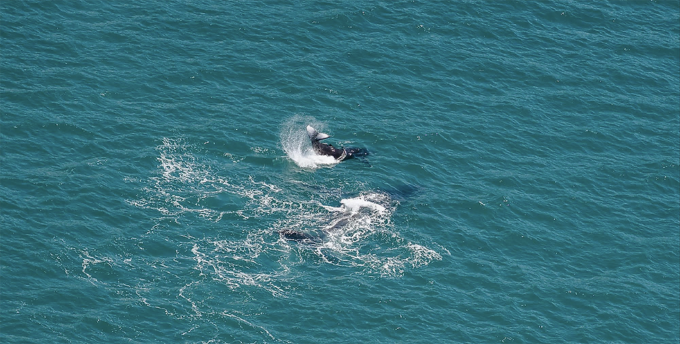 Pictured above: Mother and calf paly on the course. Photo Revolution Productions