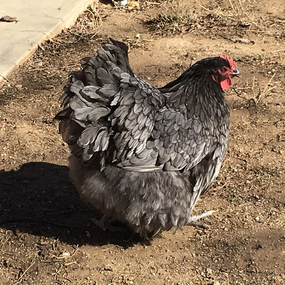 Thumbnail: Blue English Orpington - eggs (fertilized)