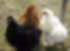 Frizzle chicks chickens rooster cockrell white red black