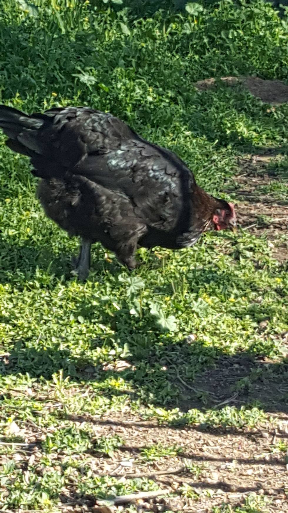 French Copper Marans Click Chicken Rooster Dark Brown Eggs