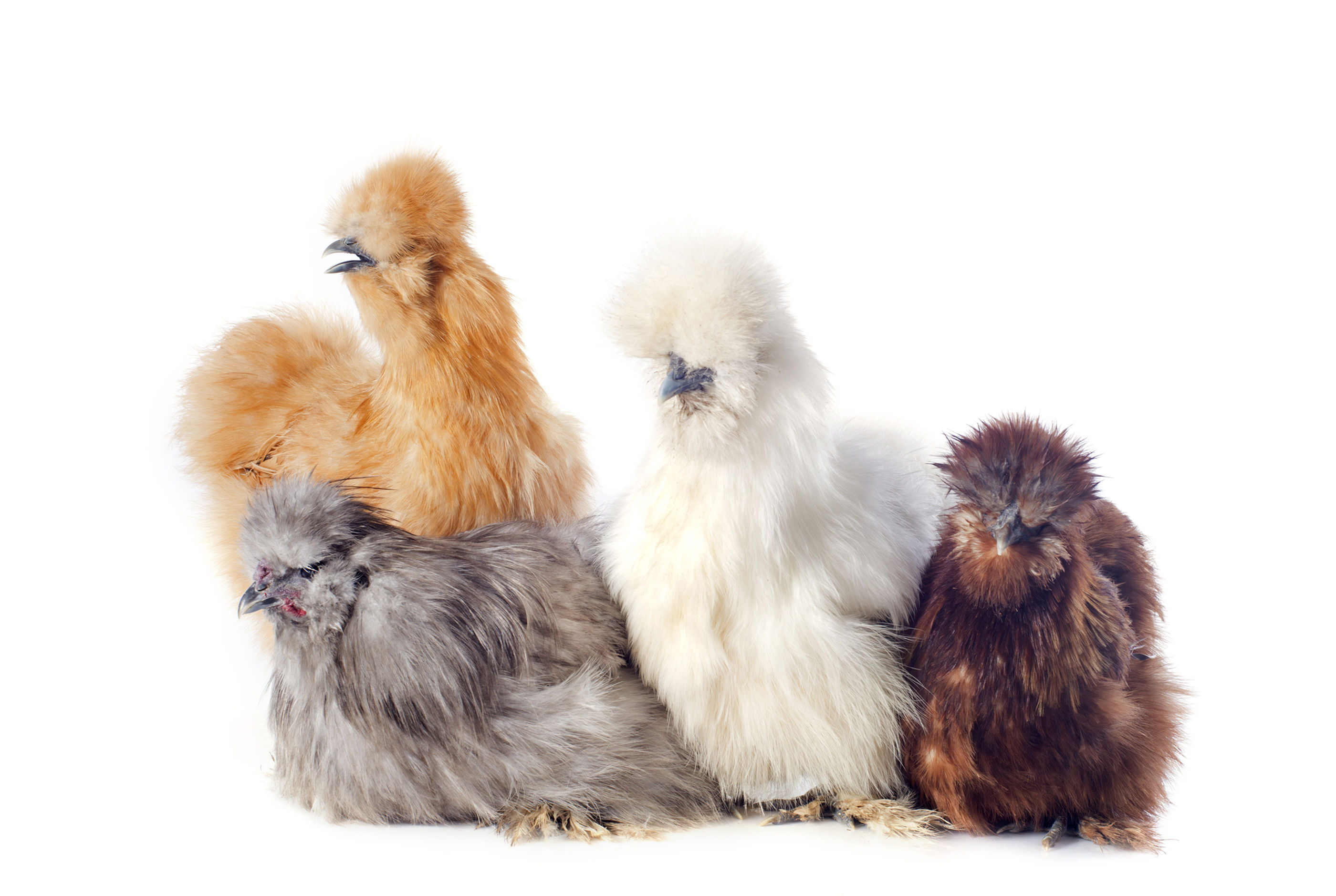 Silkie chicks chickens roosters cockrell white blue buff black