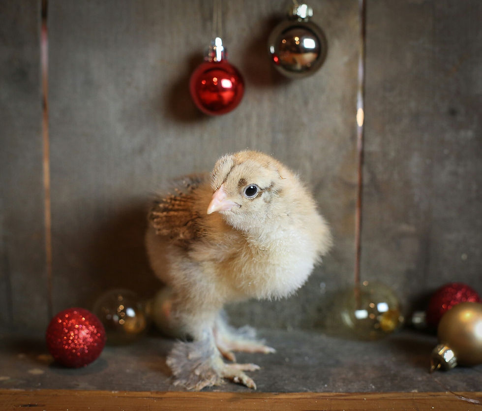 english bred blue gold partridge chick chickens hen rooster cockrell