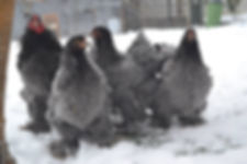 Blue Brahmas hen rooster cockrell chicken chick chicks english bred