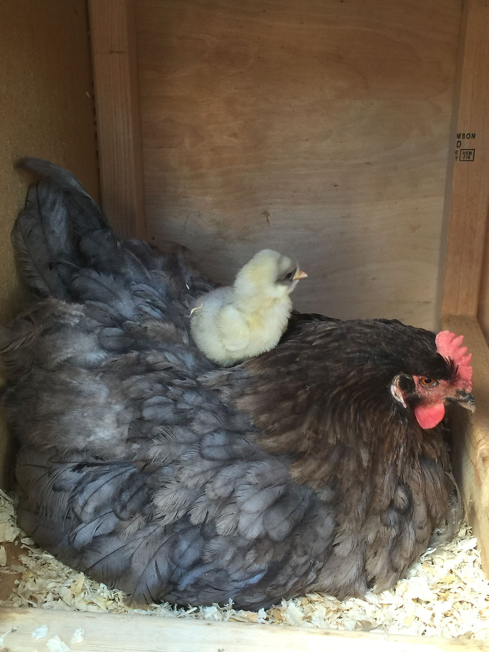english bred splash chick BBS blue black splash hen rooster cockrell