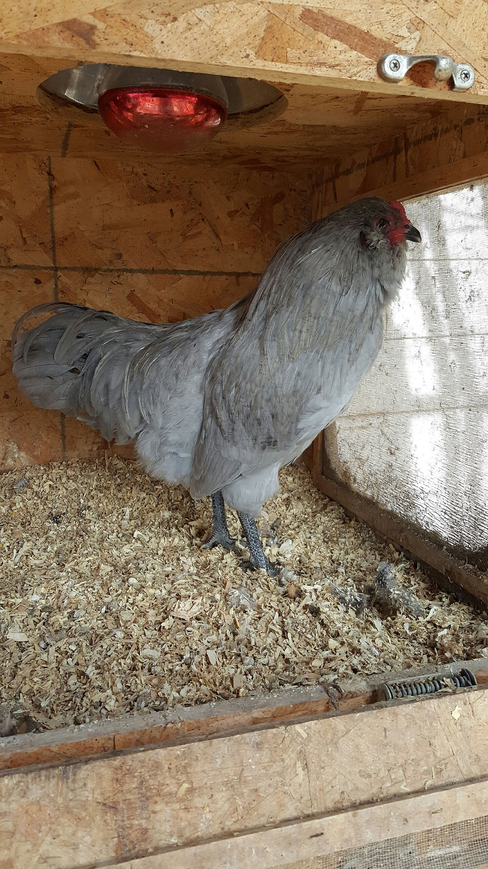 lavender ameraucana chick chickens hen rooster cockrell lays blue eggs