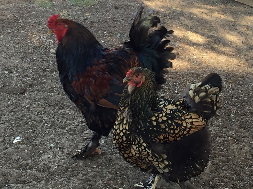 gold laced brahma chick chicken brahma chick hen rooster cockrell