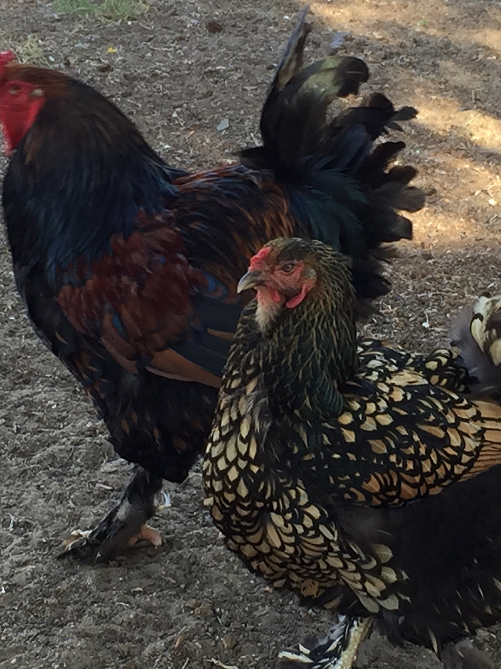 Gold Laced Brahma Chick mysite2