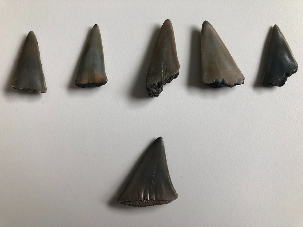 Thumbnail: Set of teeth belonging to the fearsome Cosmopolitodus Hastialis