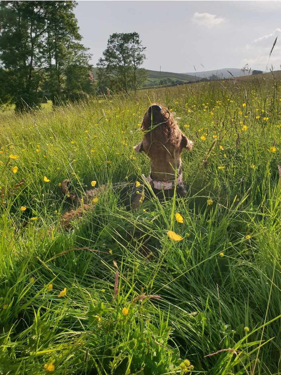 Airedale Terrier laid in a Spring meadow
