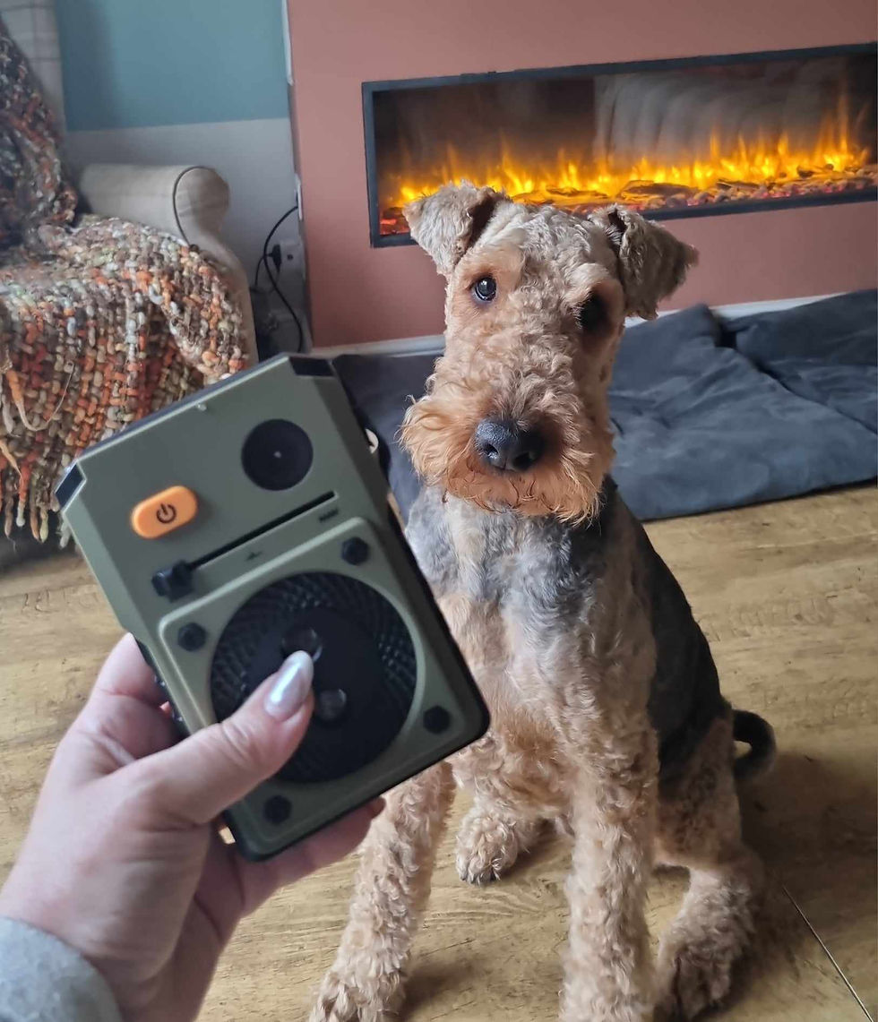 Airedale Terrier looking at anti-barking device